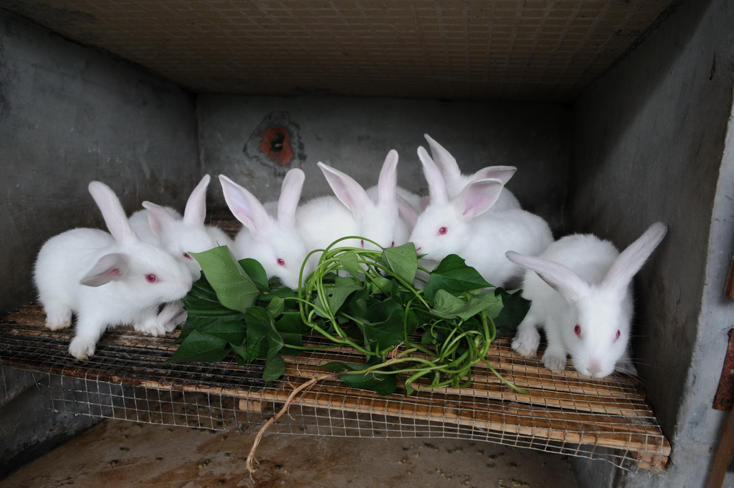 养殖100只兔子利润多少